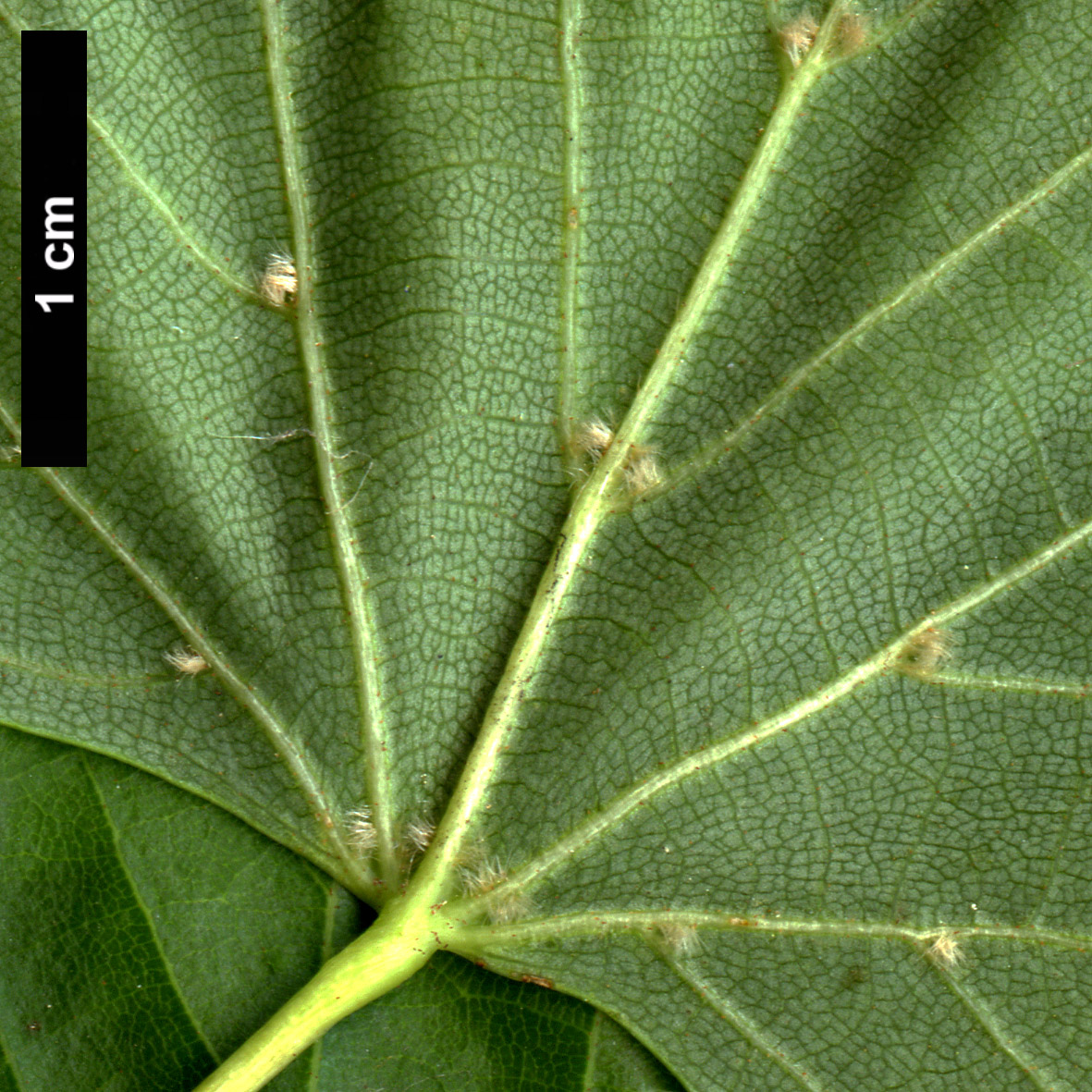 High resolution image: Family: Malvaceae - Genus: Tilia - Taxon: ×euchlora × T.mongolica